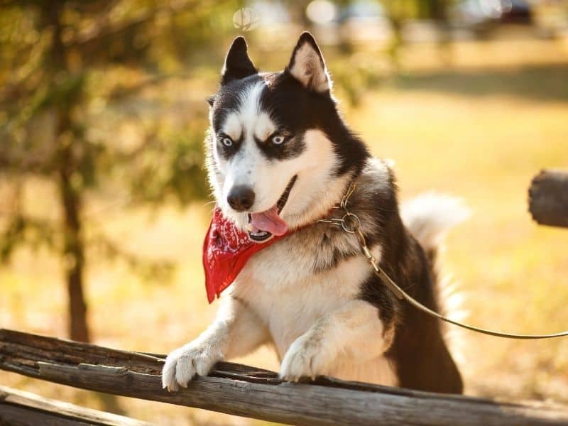 Can huskies live in Texas