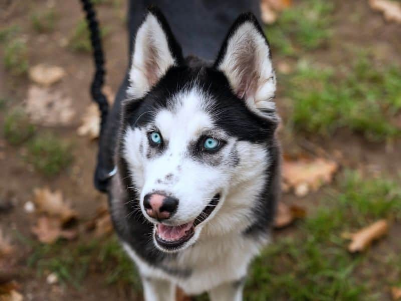 can huskies live in Colorado