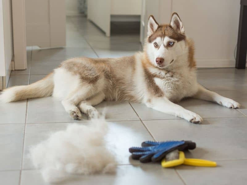 do huskies shed