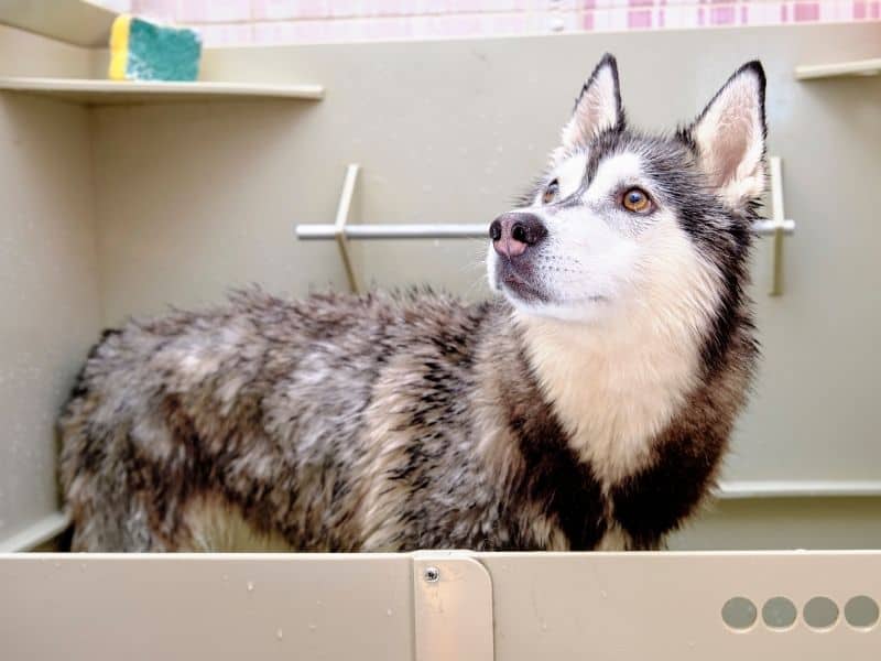 Best dog shampoo for huskies