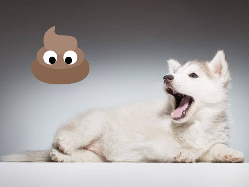 how to potty train a husky puppy