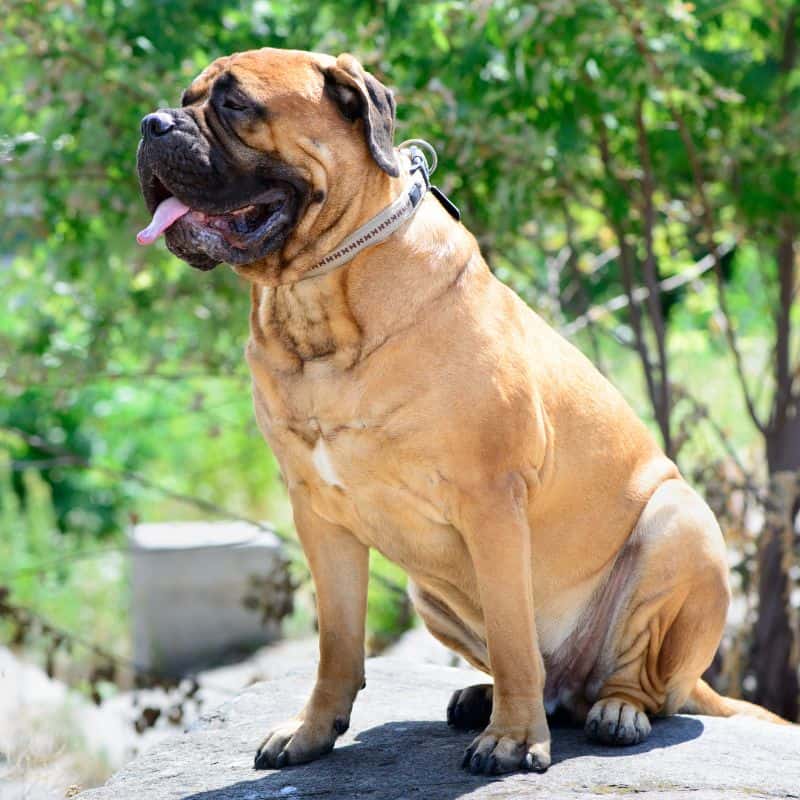 Bullmastiff