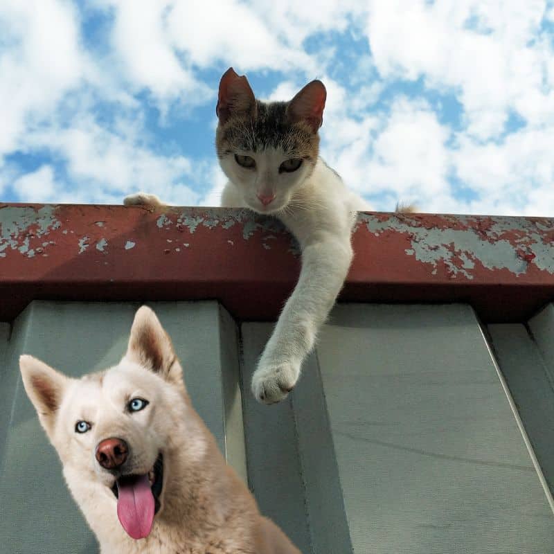 Cat looking down on husky