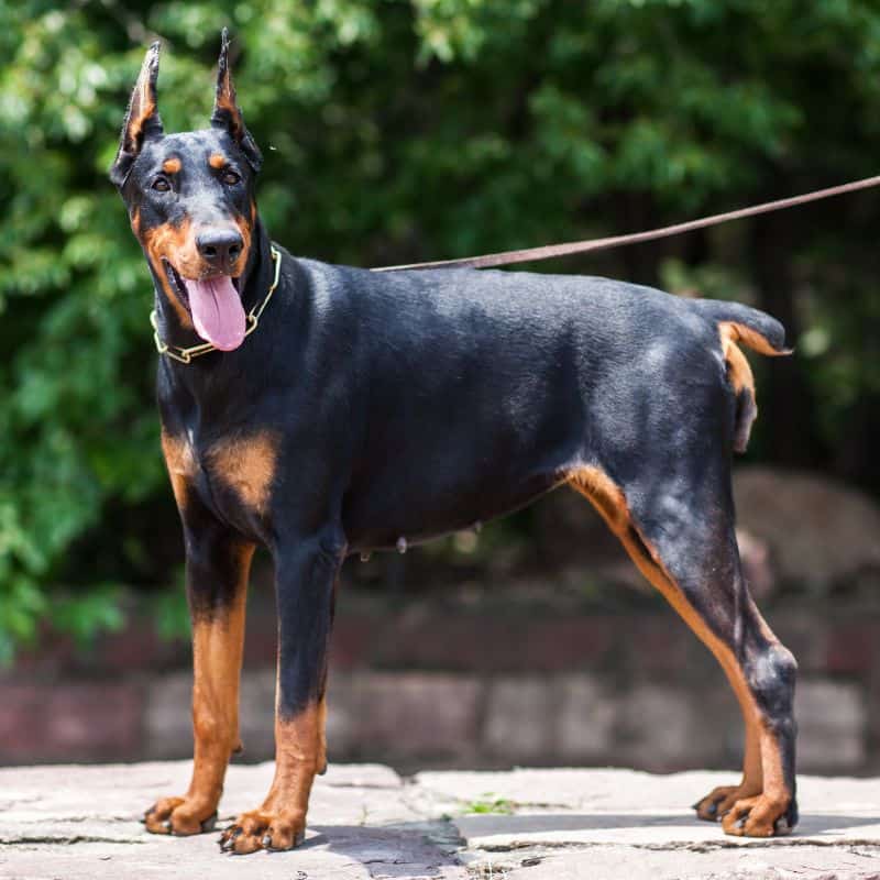 Doberman Pinscher