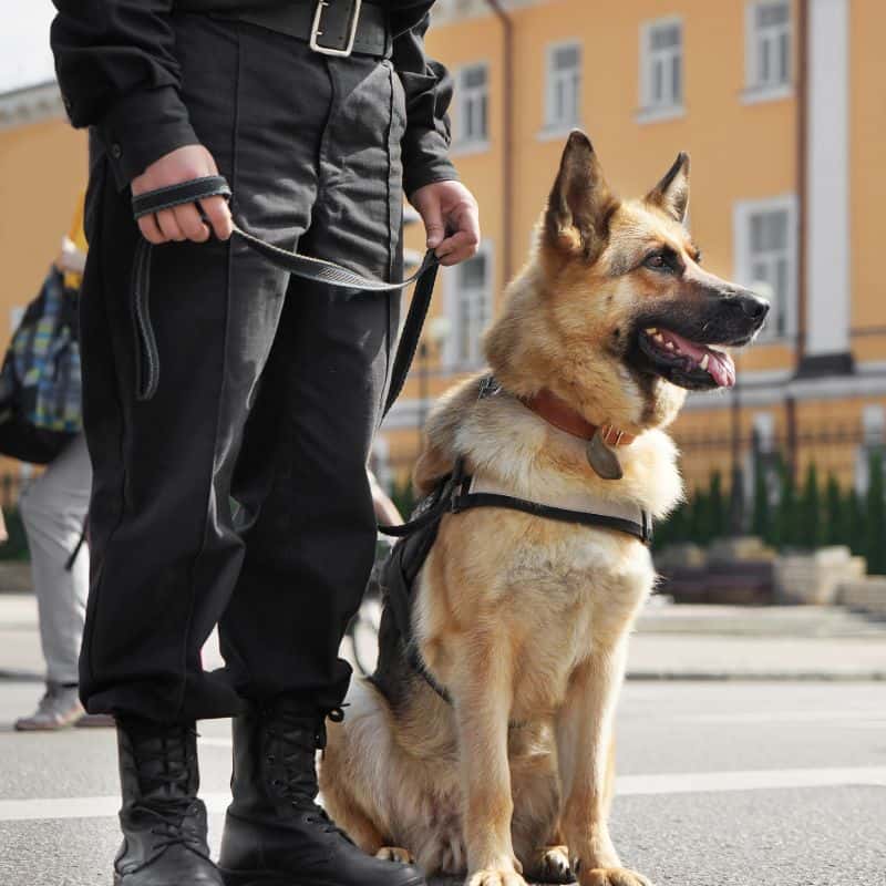 German shepherd