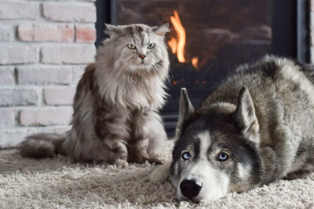 Husky dog and cat in front of fireplace