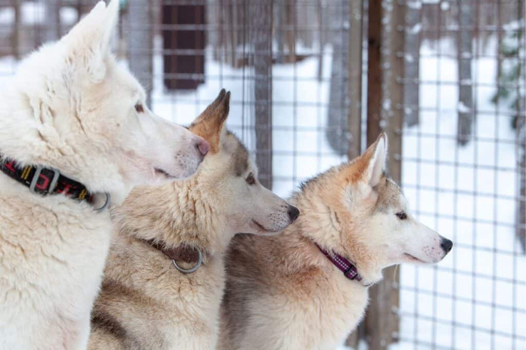 Husky guard dogs