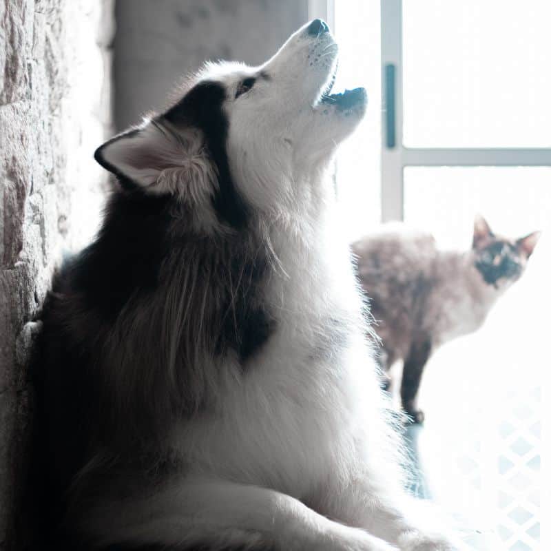 Husky howling