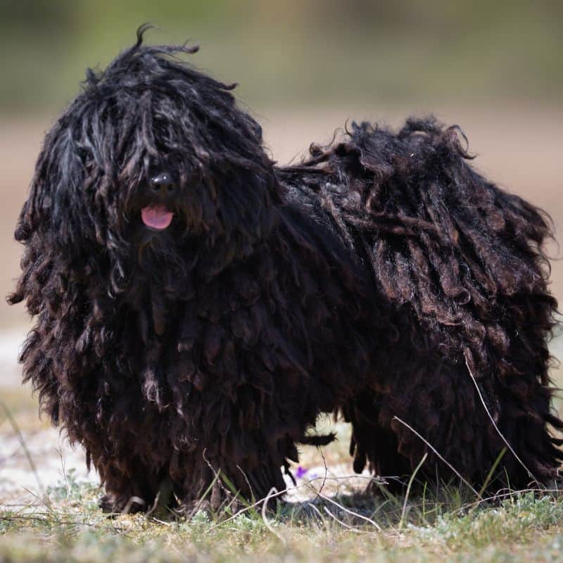 Puli