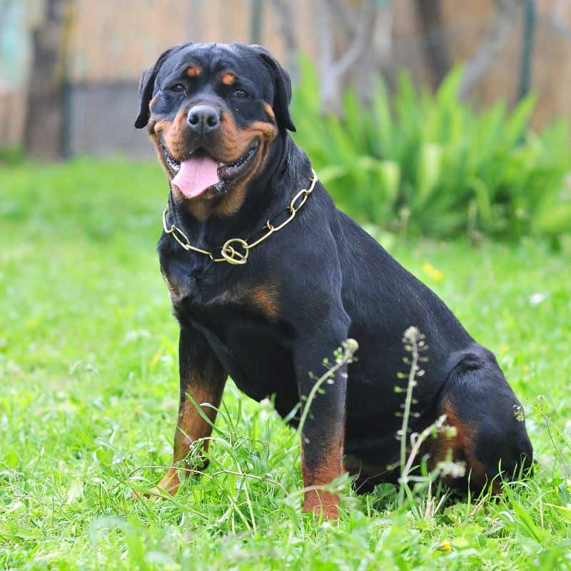 Rottweiler