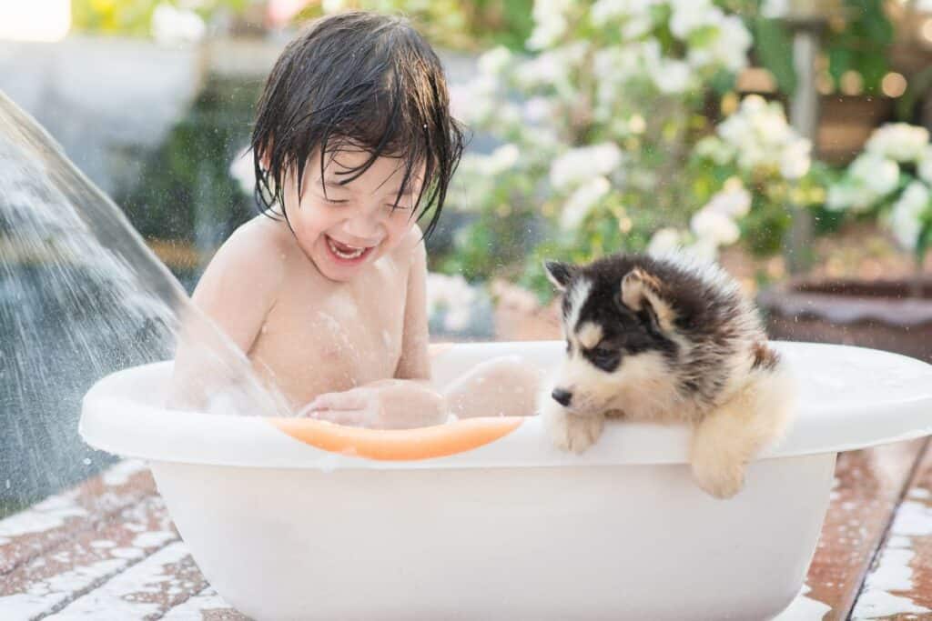 Cute Asian child bathing with Siberian husky puppy