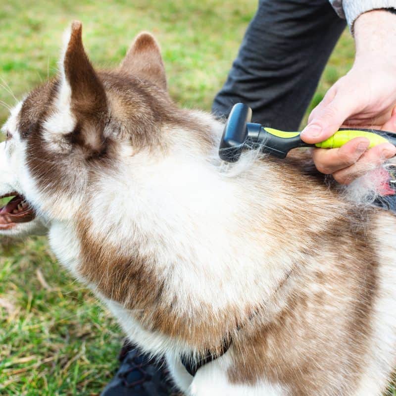 Grooming undercoat of Siberian husky