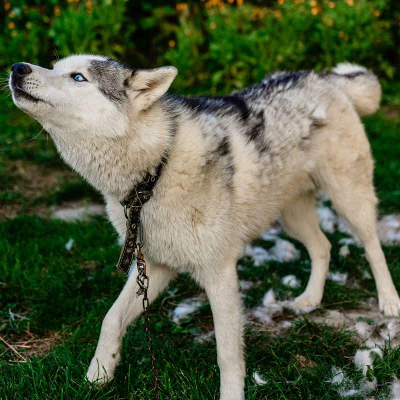 Husky shedding old fur outside