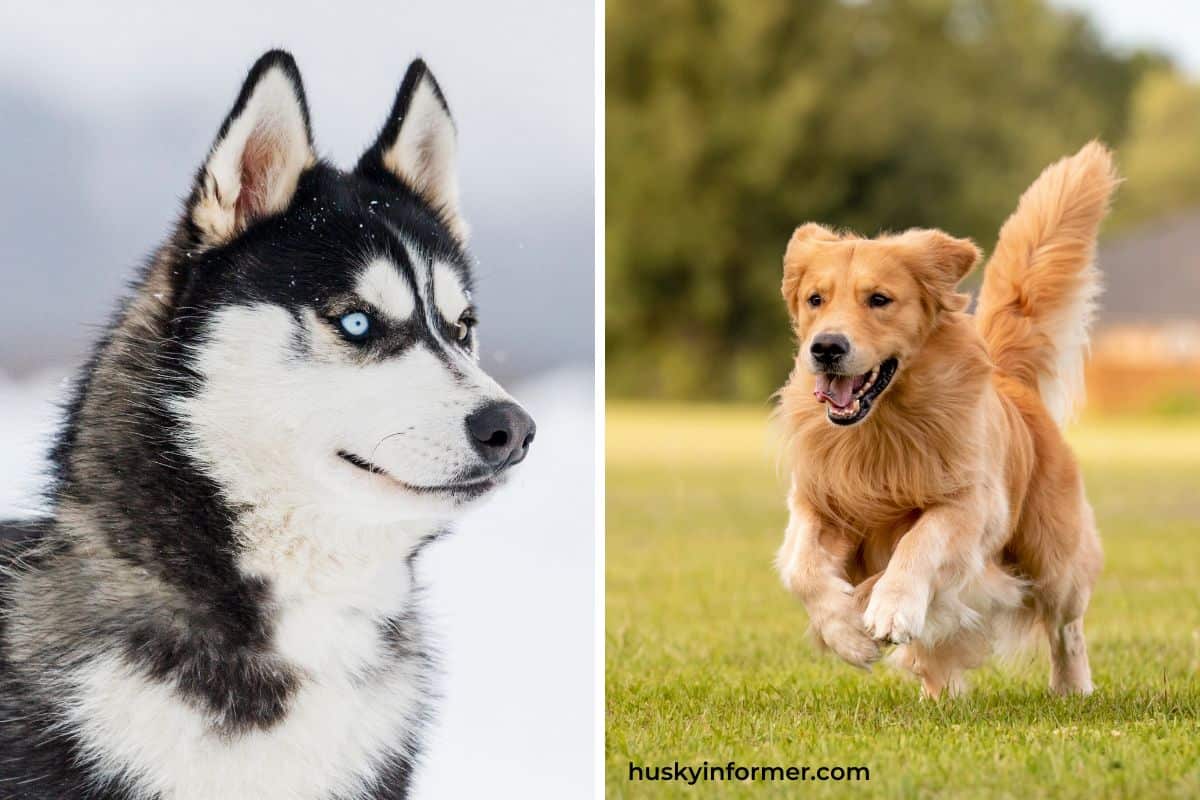 husky vs golden retriever