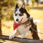 Can huskies live in Texas