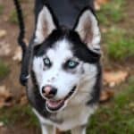 can huskies live in Colorado