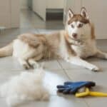 do huskies shed