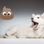 how to potty train a husky puppy