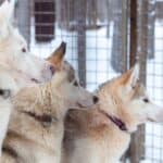 Husky guard dogs