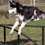 Husky jumping over fence