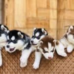 Husky pups in basket
