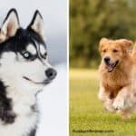 husky vs golden retriever